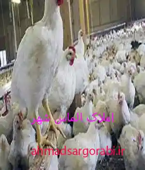 خرید و فروش مرغداری